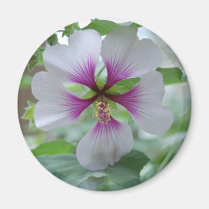 Empfindliche Lilie - Magnet