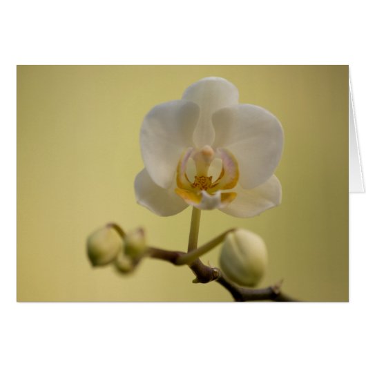 Empfindliche weiße Orchidee (Vorderseite (Horizontal))