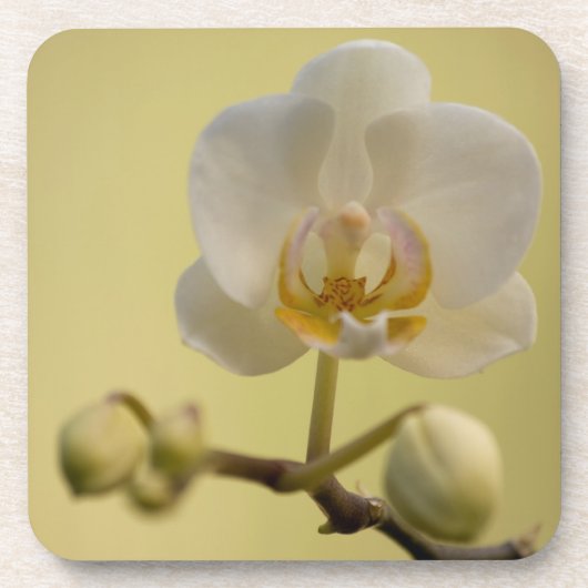 Empfindliche weiße Orchidee Untersetzer (Vorderseite)