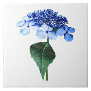 Empfindlicher blauer Lacecap Hydrangea Fliese