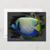 Emporer Angelfish Postkarte (Vorne/Hinten)
