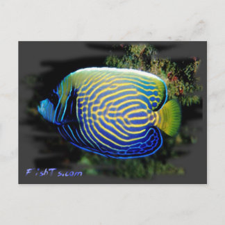Emporer Angelfish Postkarte