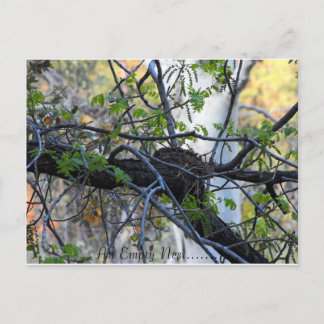 Empty Nest Postcard Postkarte