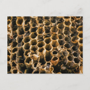 Empty Nest Postkarte