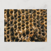 Empty Nest Postkarte (Vorderseite)