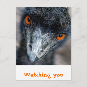 Emu-Beobachtung Postkarte