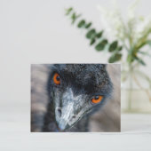 Emu-Beobachtung Postkarte (Stehend Vorderseite)