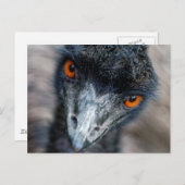 Emu-Beobachtung Postkarte (Vorne/Hinten)