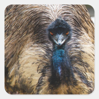 Emu Bird Animal Wildlife Nature Fotografy Quadratischer Aufkleber