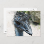 Emu Bird sieht dich an Postkarte (Vorne/Hinten)