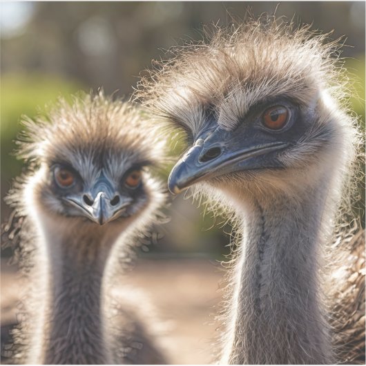 Emu Birds Aufkleber (Vorderseite)