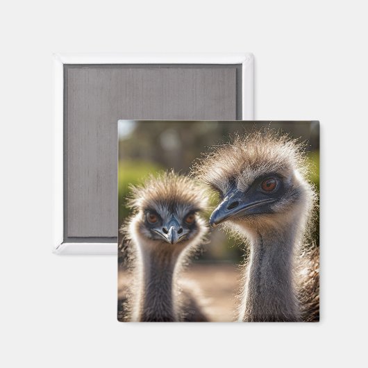 Emu Birds Magnet (Vorderseite/Rückseite)