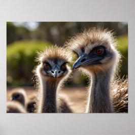 Emu Birds Poster