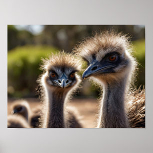 Emu Birds Poster