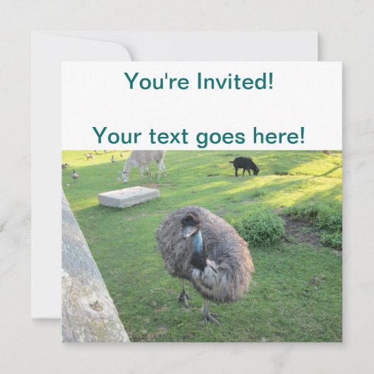 Emu Einladung (Vorderseite)