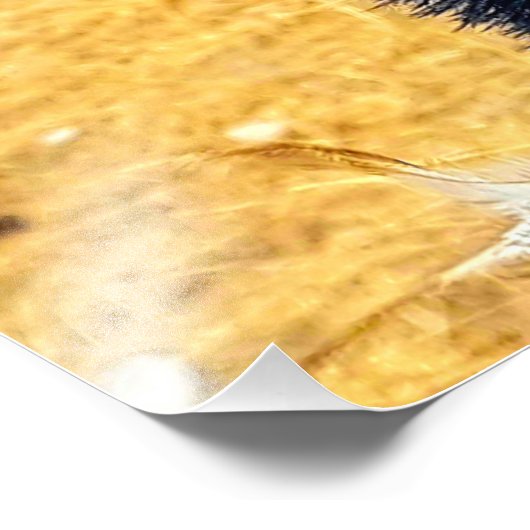 Emu Fotodruck (Ecke)