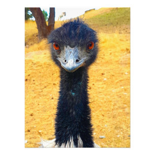 Emu Fotodruck