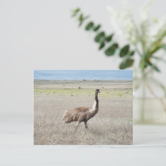 Emu-Handel Postkarte (Stehend Vorderseite)