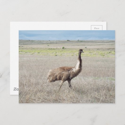 Emu-Handel Postkarte (Vorne/Hinten)