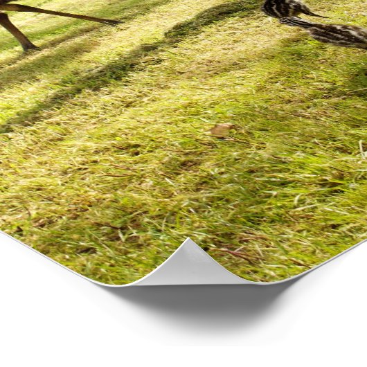 Emu mit Nachbar-Uhr, Poster (Ecke)