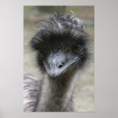 Emu Poster (Vorne)
