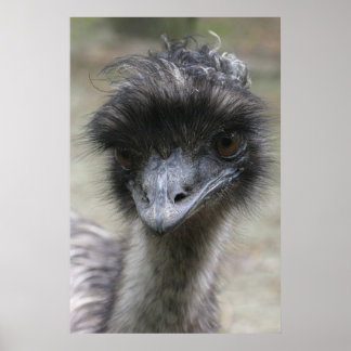 Emu Poster