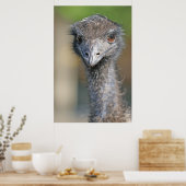 Emu Poster (Küche)