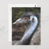 Emu Postkarte (Vorne/Hinten)
