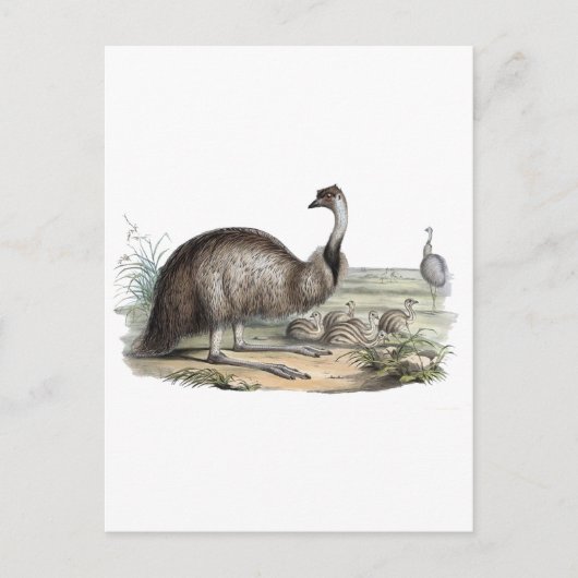 Emu Postkarte (Vorderseite)