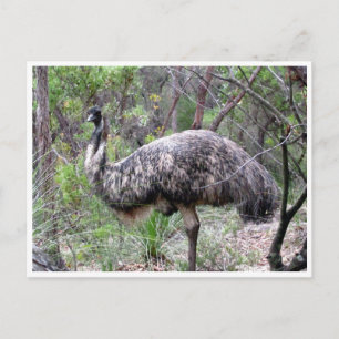 Emu Postkarte