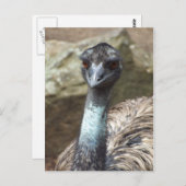 Emu Postkarte (Vorne/Hinten)