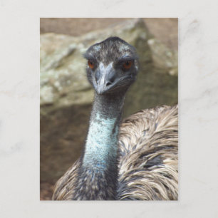 Emu Postkarte