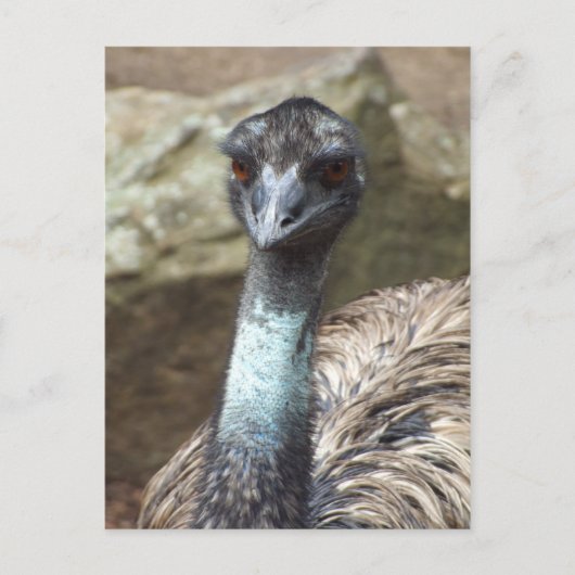 Emu Postkarte (Vorderseite)