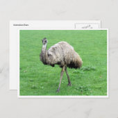 Emu Postkarte (Vorne/Hinten)