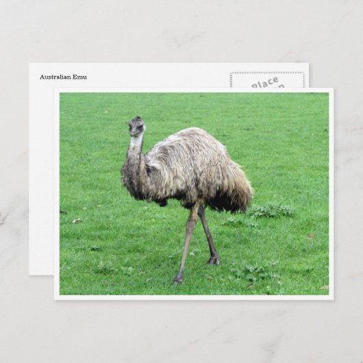 Emu Postkarte (Vorne/Hinten)