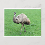 Emu Postkarte (Vorderseite)