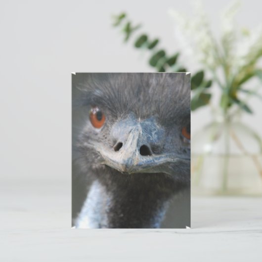 Emu Postkarte (Stehend Vorderseite)