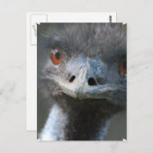 Emu Postkarte (Vorne/Hinten)
