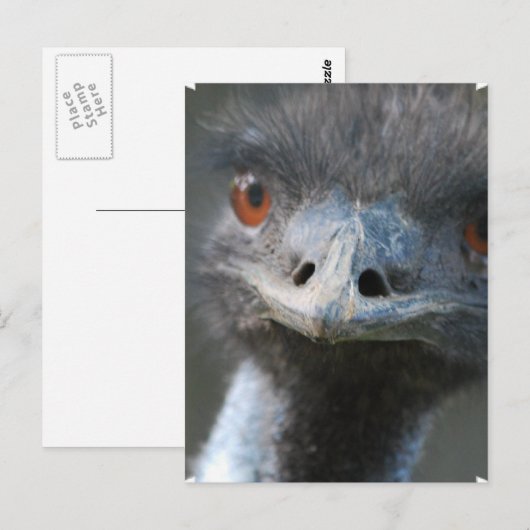 Emu Postkarte (Vorne/Hinten)