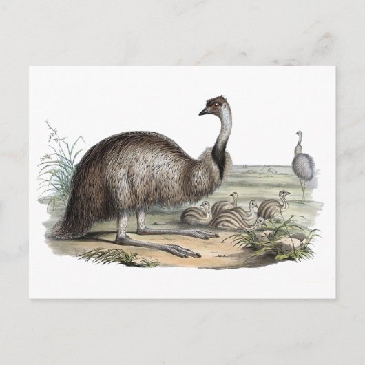 Emu Postkarte (Vorderseite)