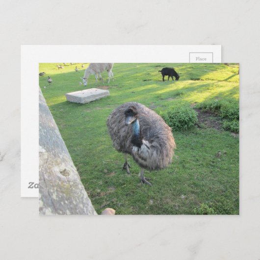 Emu Postkarte (Vorne/Hinten)