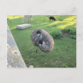 Emu Postkarte (Vorderseite)
