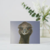 Emu sieht dich an postkarte (Stehend Vorderseite)