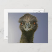 Emu sieht dich an postkarte (Vorne/Hinten)