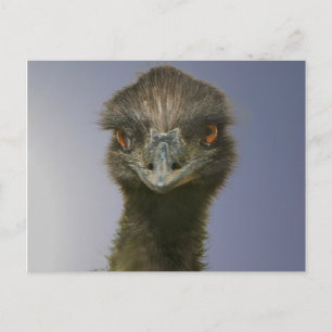 Emu sieht dich an postkarte