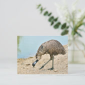 Emu Spaziergang in der Nähe des Teiches Postkarte (Stehend Vorderseite)