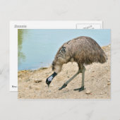 Emu Spaziergang in der Nähe des Teiches Postkarte (Vorne/Hinten)