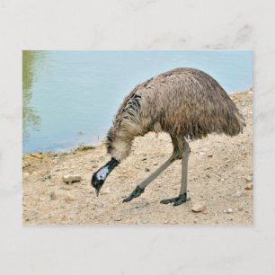 Emu Spaziergang nahe dem Teich Postkarte