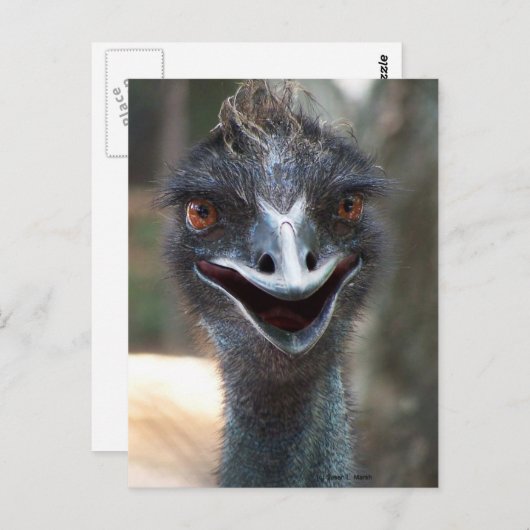 Emu-Sprichwort HI! Öffnen Sie großes braunes Postkarte (Vorne/Hinten)