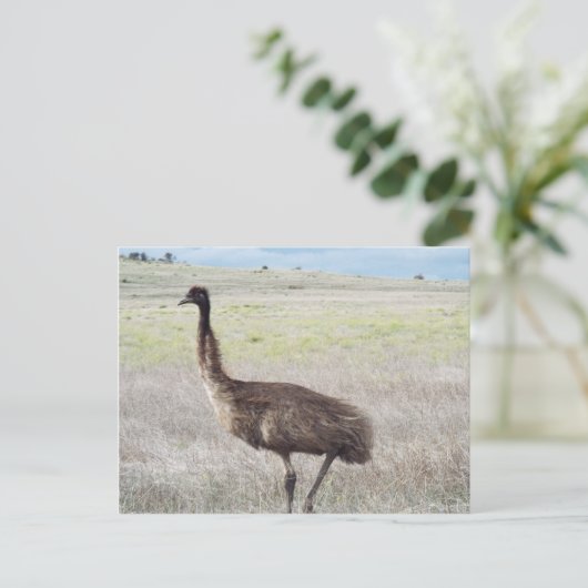 Emu-Wanderung Postkarte (Stehend Vorderseite)